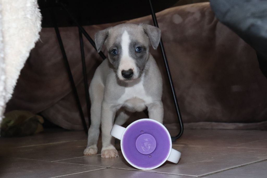 chiot Whippet De La Truffe Sacrée