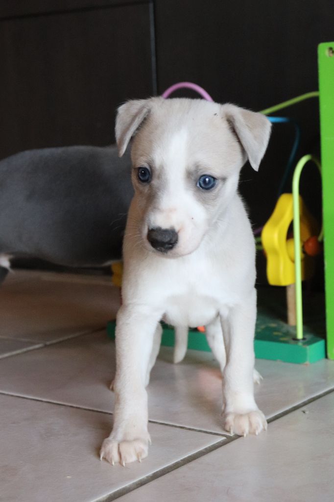 De La Truffe Sacrée - Chiot disponible  - Whippet