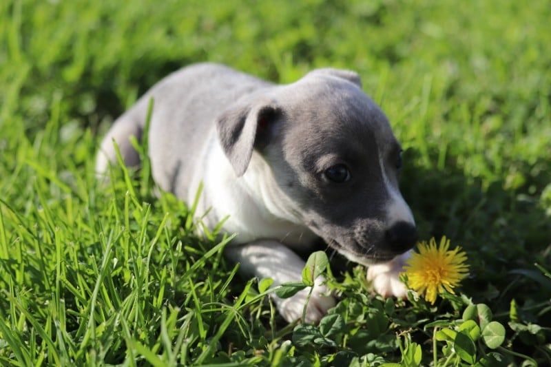 De La Truffe Sacrée - Chiot disponible  - Whippet