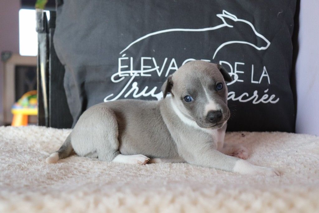 De La Truffe Sacrée - Chiot disponible  - Whippet