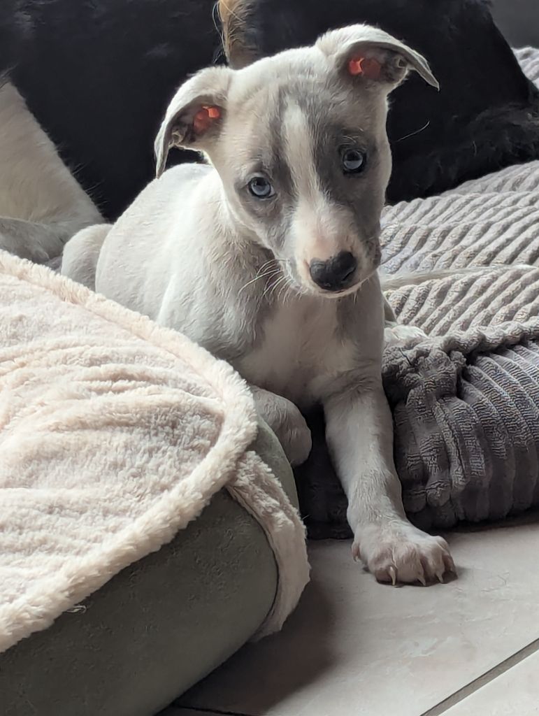 De La Truffe Sacrée - Chiot disponible  - Whippet