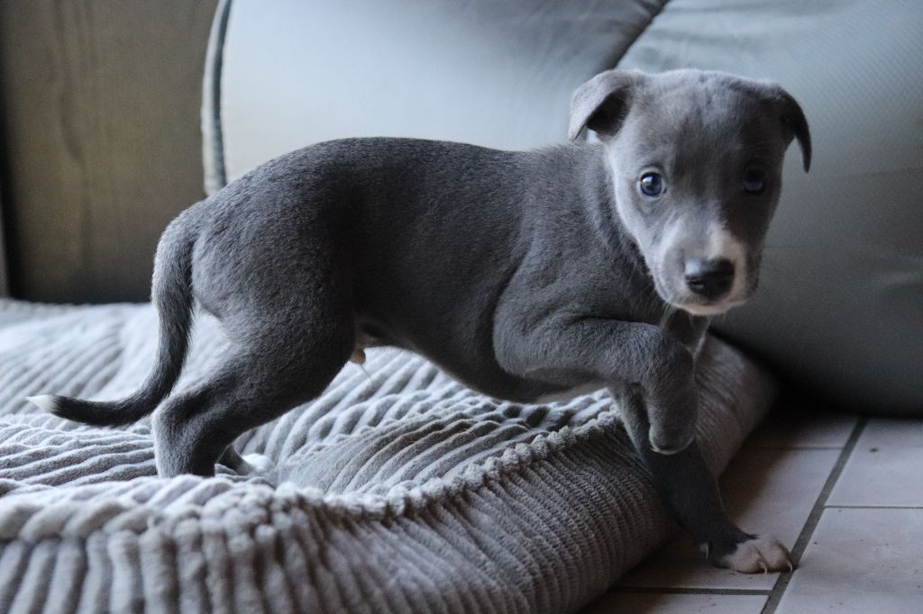 De La Truffe Sacrée - Chiot disponible  - Whippet