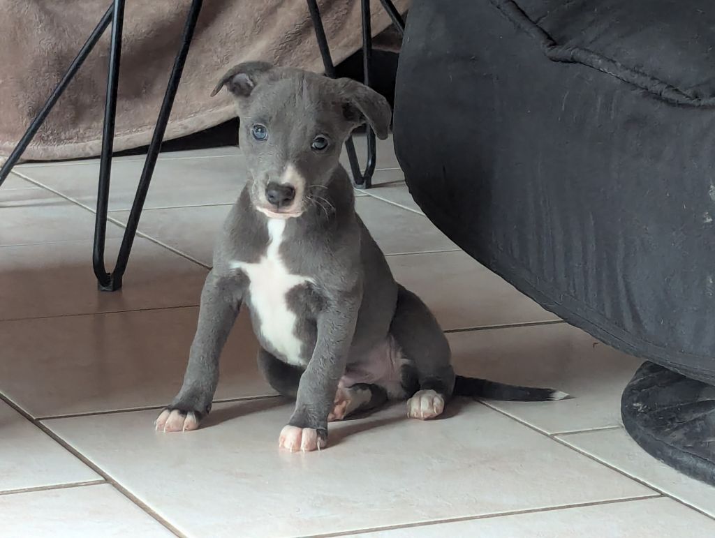 De La Truffe Sacrée - Chiot disponible  - Whippet