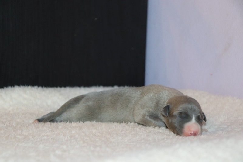 De La Truffe Sacrée - Chiot disponible  - Whippet