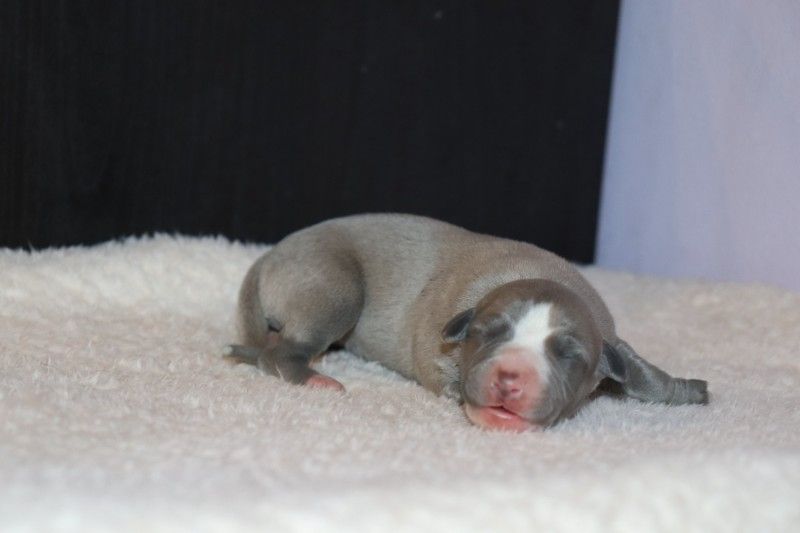 De La Truffe Sacrée - Chiot disponible  - Whippet