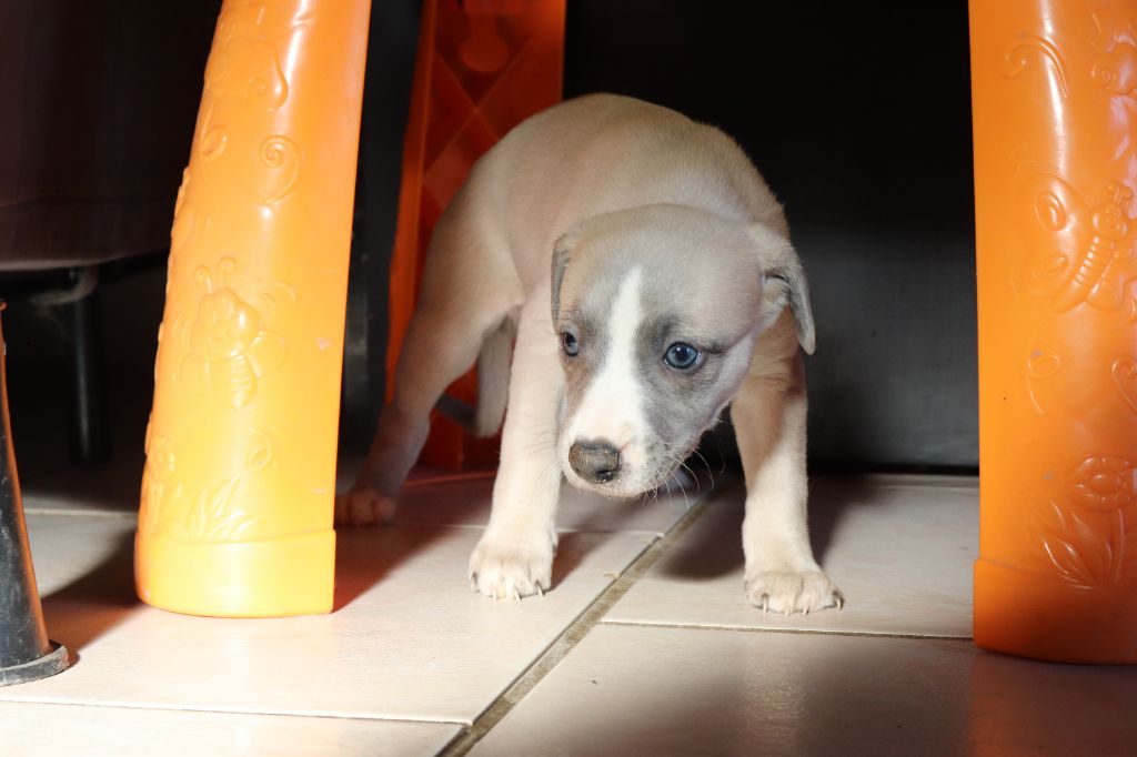 De La Truffe Sacrée - Chiot disponible  - Whippet