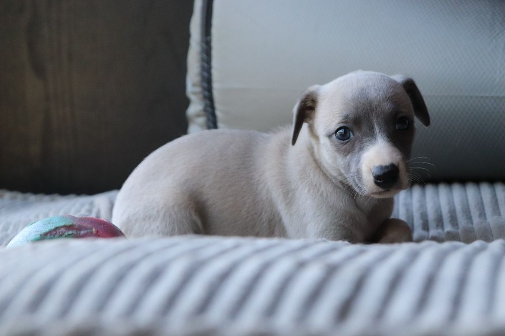 De La Truffe Sacrée - Chiot disponible  - Whippet