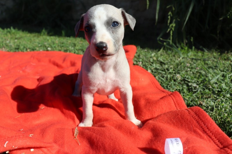 Princesse belle De La Truffe Sacrée