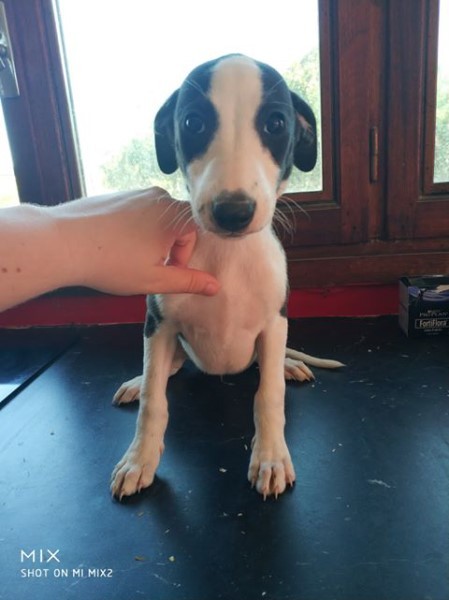 Poker face De La Truffe Sacrée