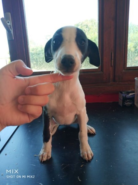 Penny lane De La Truffe Sacrée