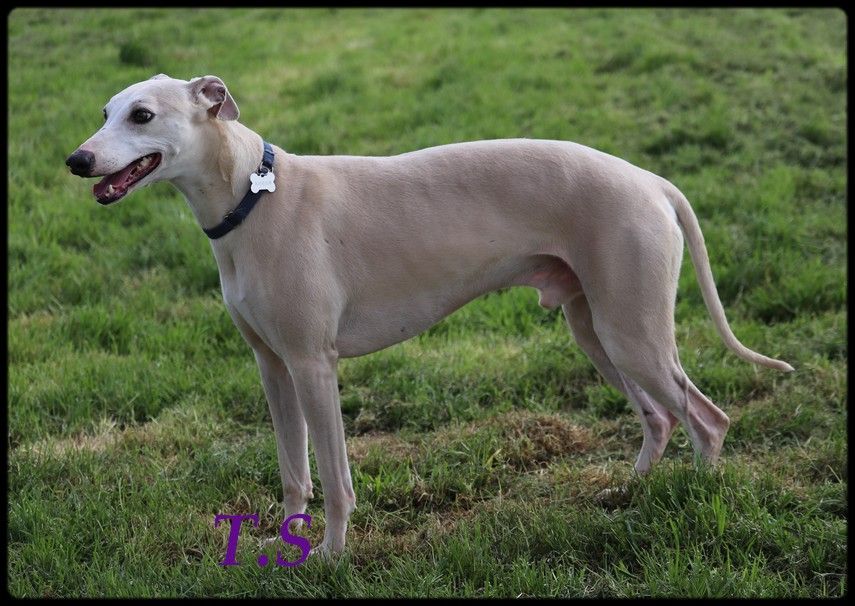 CH. Royal rainbow r'ytage of Cyly of Course