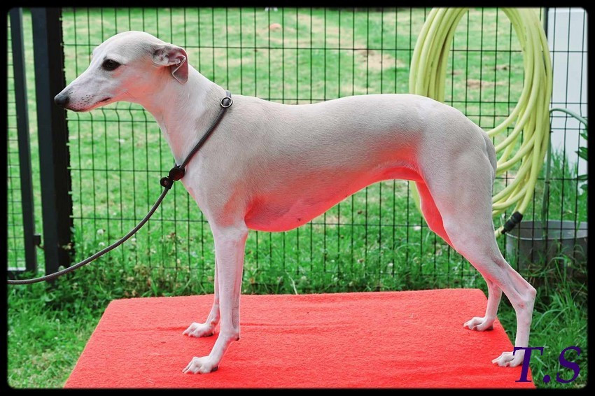 Starlight Du Vieux Donjon De La Cabotiere