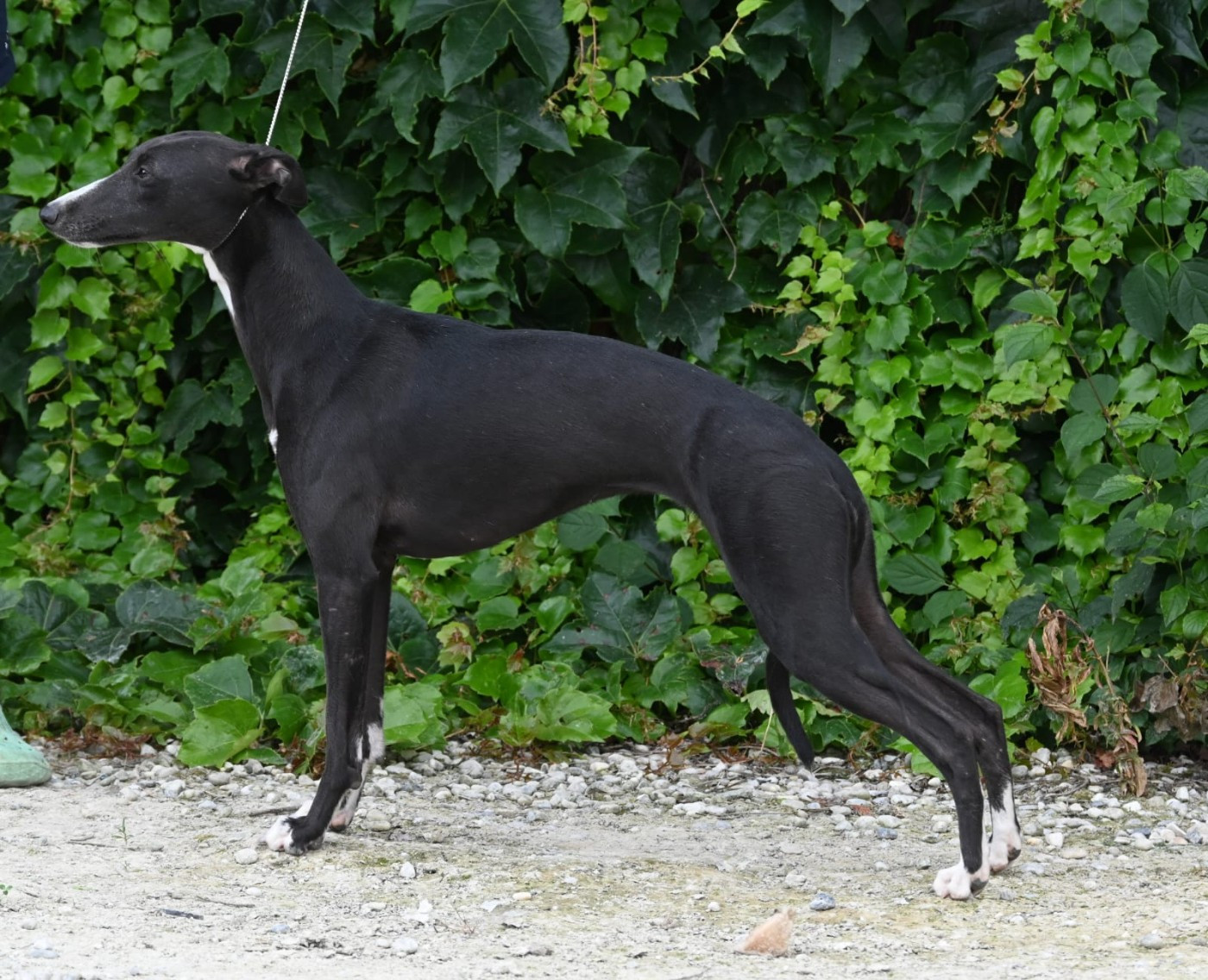 Une étoile De La Truffe Sacrée