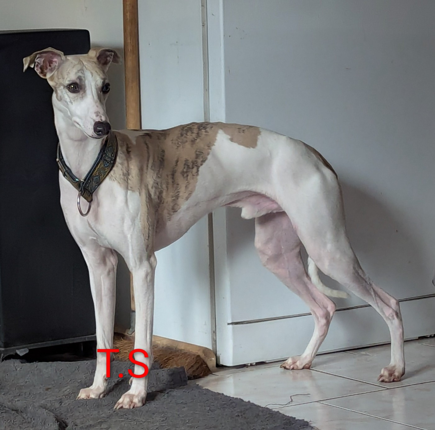 Vasco De La Truffe Sacrée