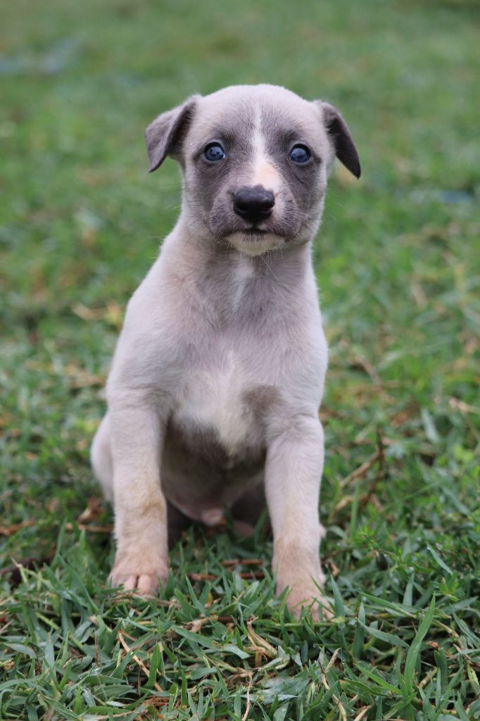 De La Truffe Sacrée - Chiots disponibles - Whippet