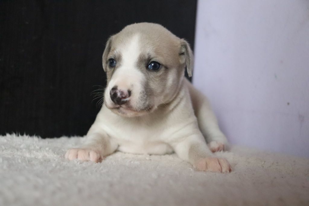 De La Truffe Sacrée - Chiots disponibles - Whippet