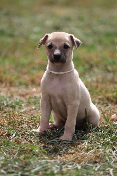 De La Truffe Sacrée - Chiots disponibles - Whippet