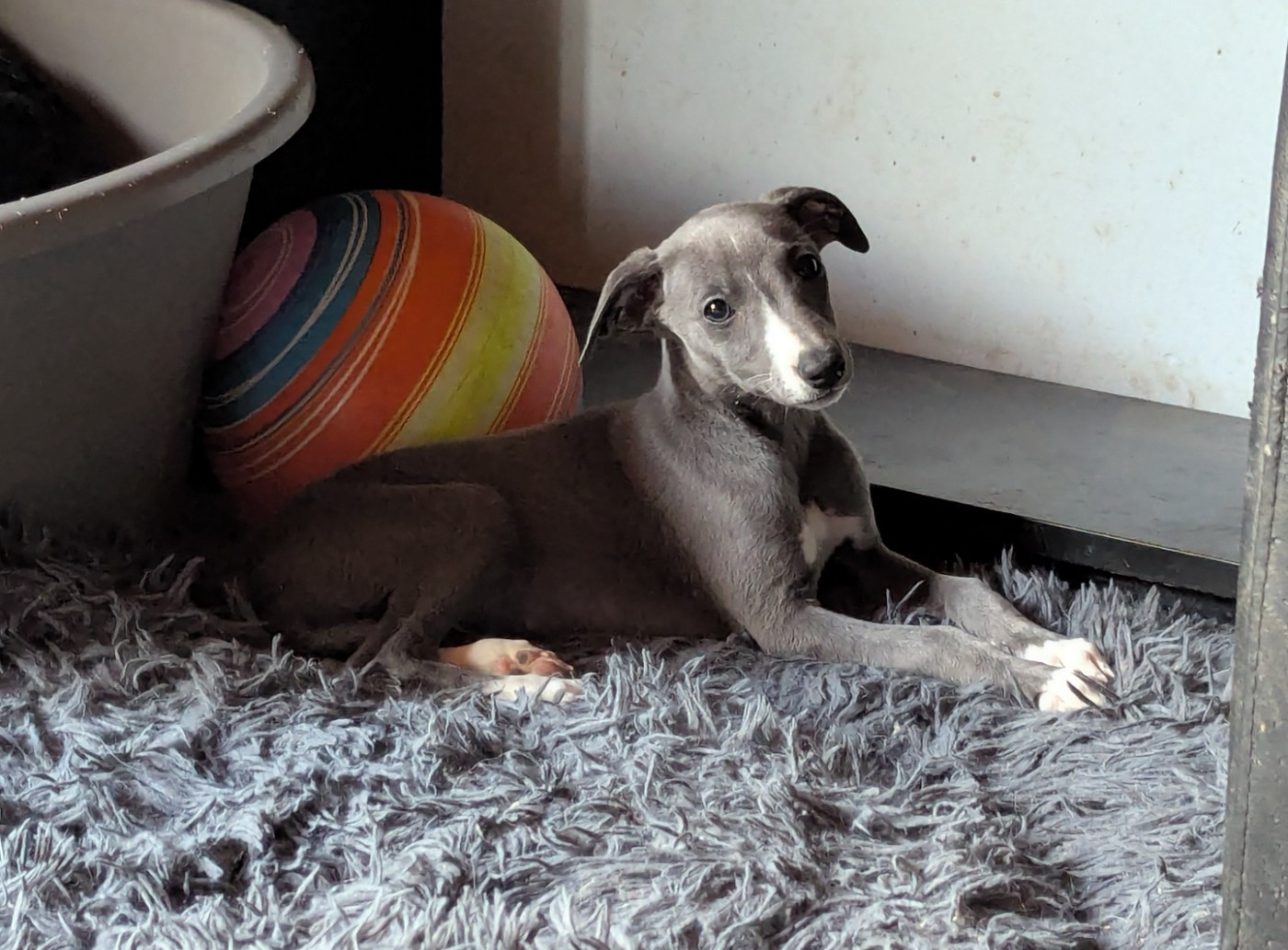 De La Truffe Sacrée - Chiots disponibles - Whippet
