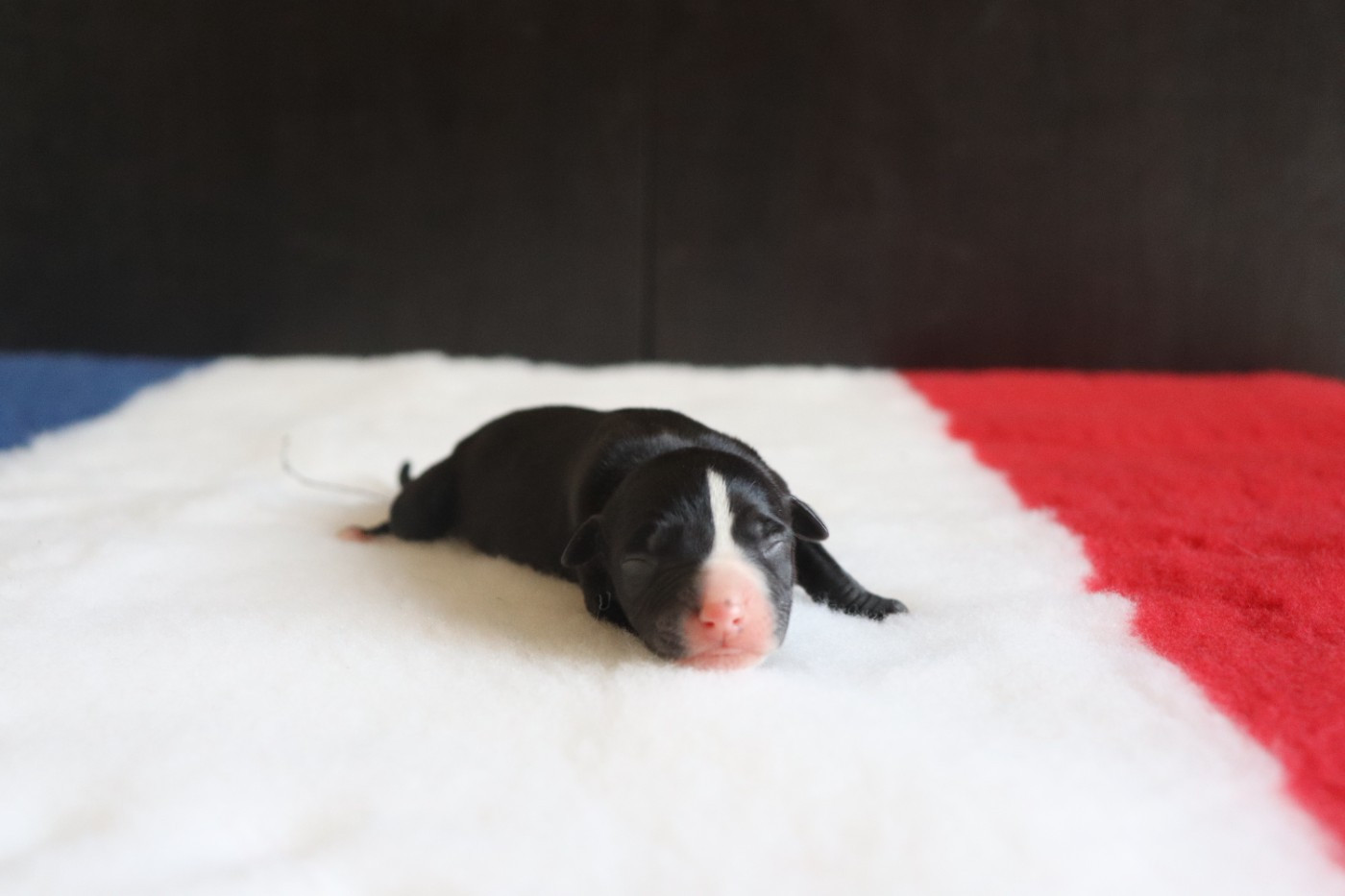 De La Truffe Sacrée - Chiots disponibles - Whippet