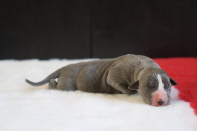 De La Truffe Sacrée - Chiots disponibles - Whippet