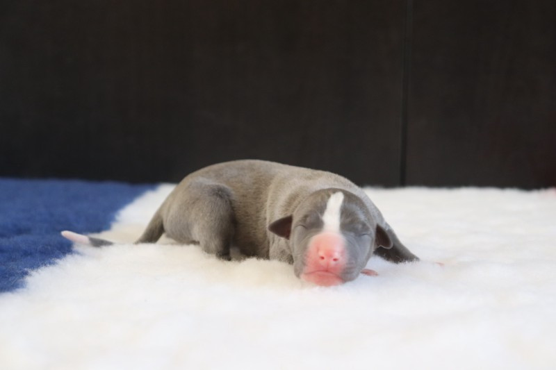 De La Truffe Sacrée - Chiots disponibles - Whippet