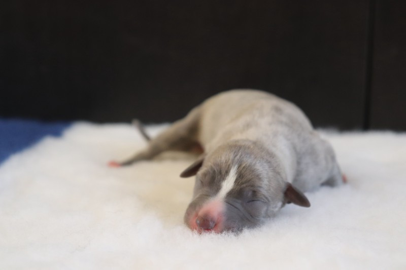 De La Truffe Sacrée - Chiots disponibles - Whippet