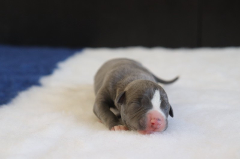De La Truffe Sacrée - Chiots disponibles - Whippet