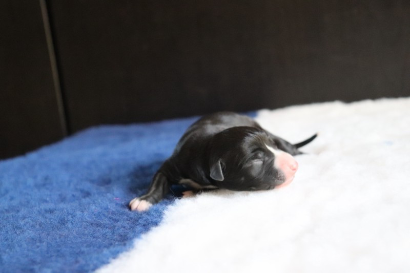 De La Truffe Sacrée - Chiots disponibles - Whippet