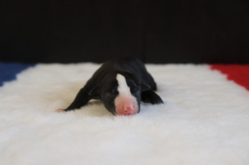 De La Truffe Sacrée - Chiots disponibles - Whippet