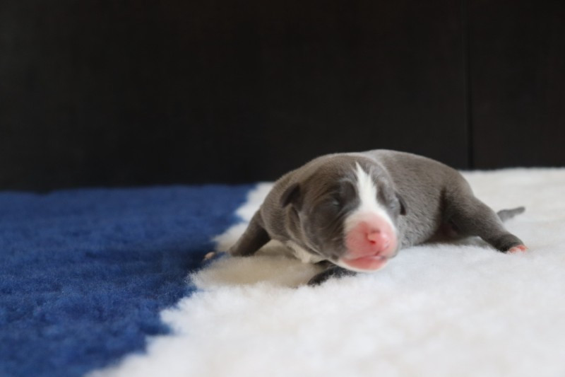De La Truffe Sacrée - Chiots disponibles - Whippet