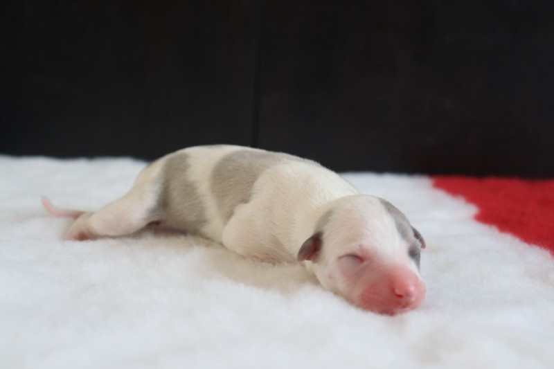 De La Truffe Sacrée - Chiots disponibles - Whippet