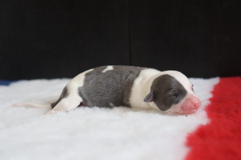 De La Truffe Sacrée - Chiots disponibles - Whippet