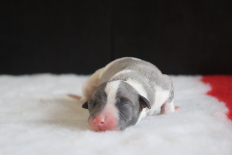 De La Truffe Sacrée - Chiots disponibles - Whippet
