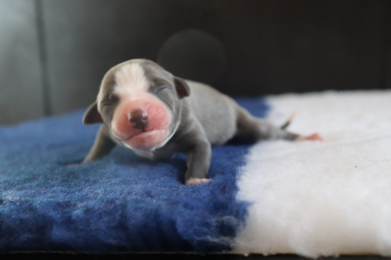 De La Truffe Sacrée - Chiots disponibles - Whippet