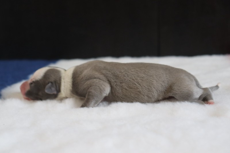 De La Truffe Sacrée - Chiots disponibles - Whippet