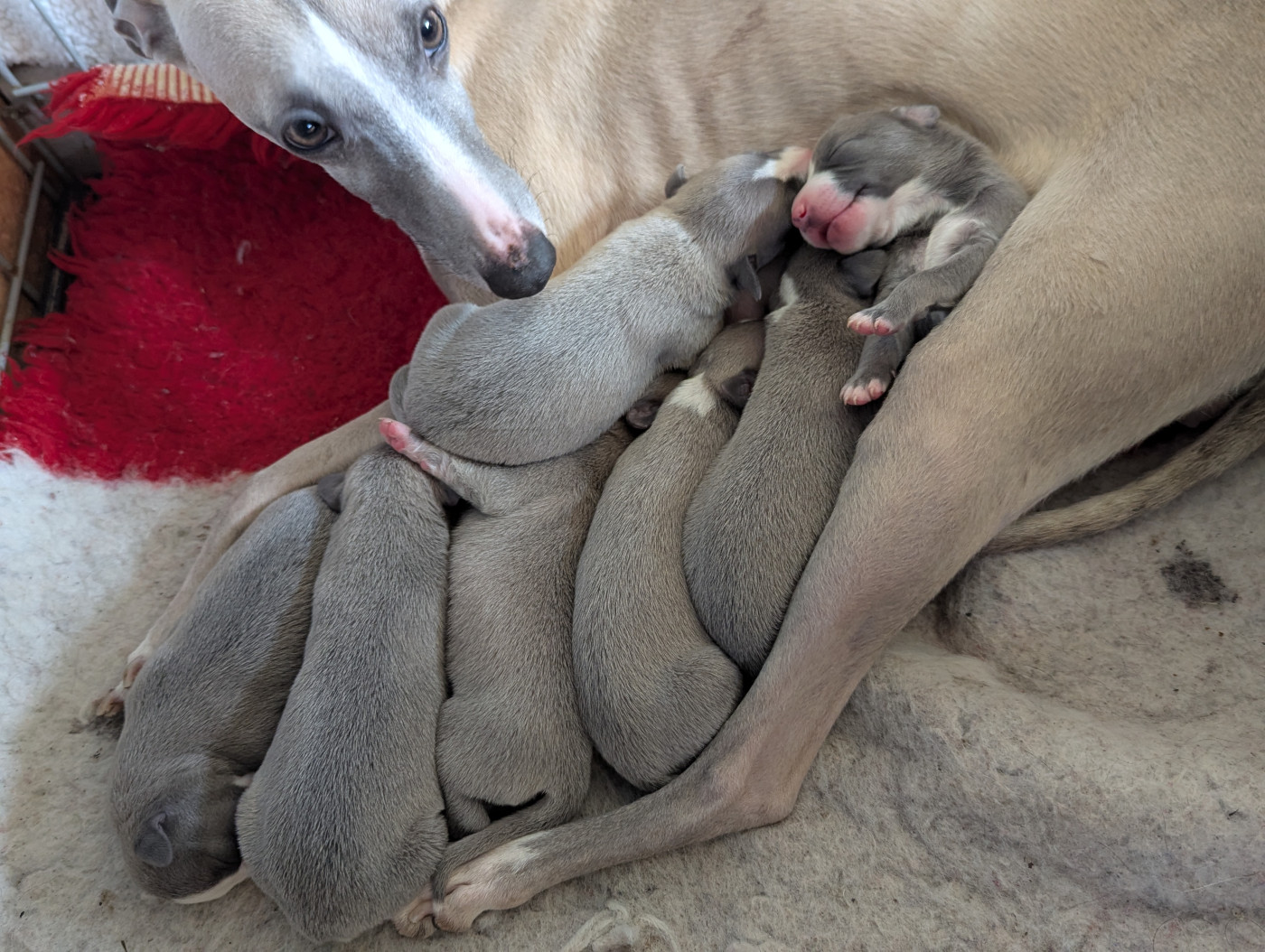 Chiot Whippet De La Truffe Sacrée