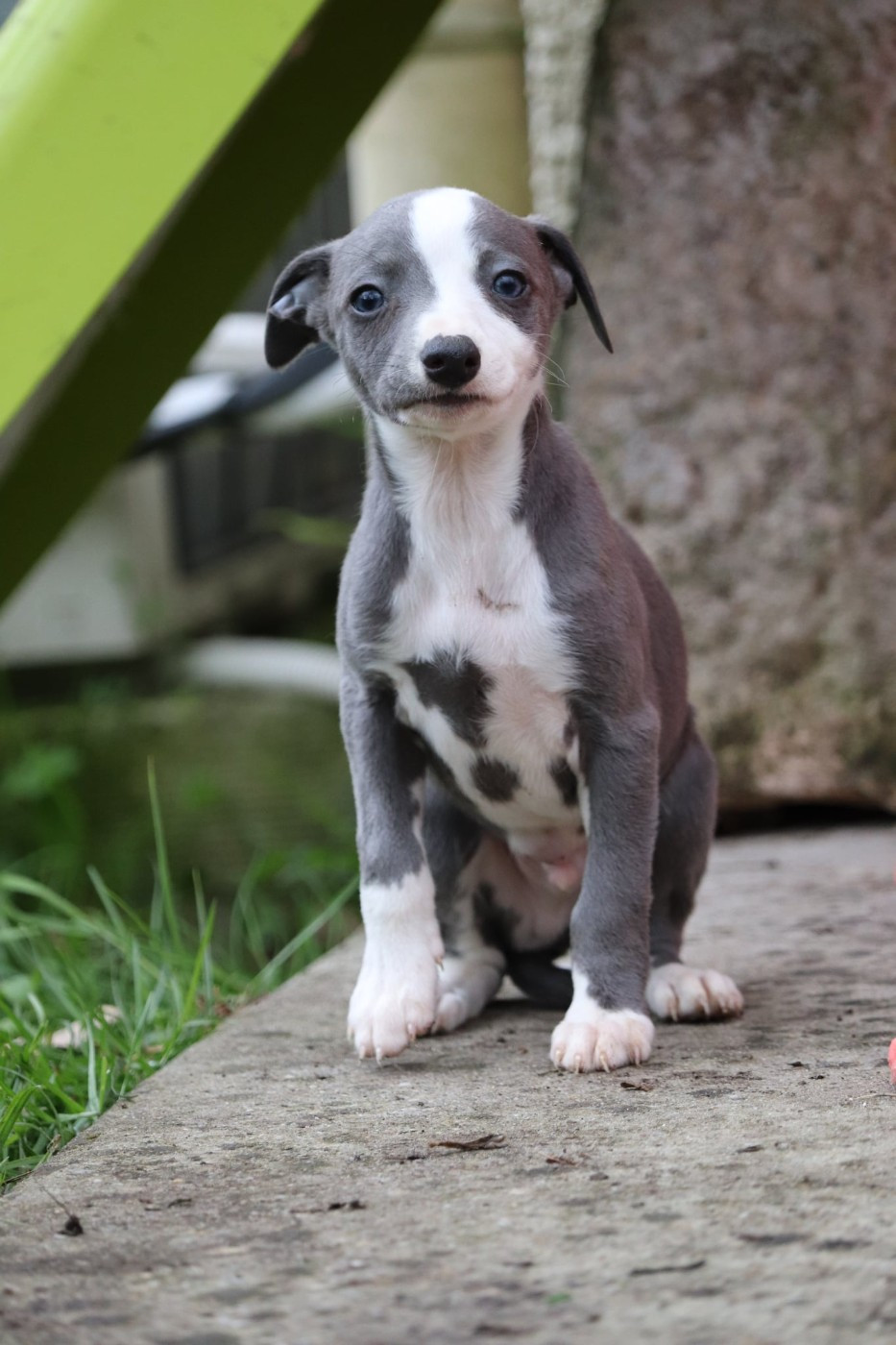 De La Truffe Sacrée - Chiots disponibles - Whippet