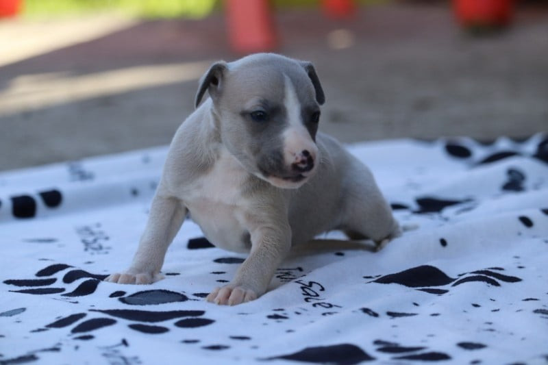 De La Truffe Sacrée - Chiots disponibles - Whippet