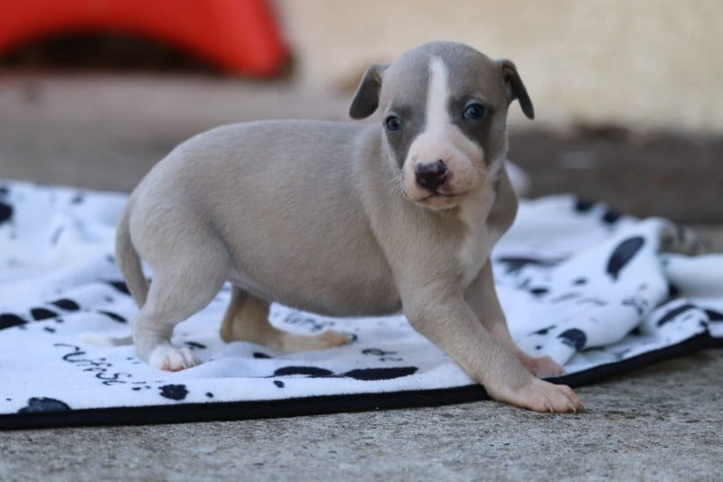 De La Truffe Sacrée - Chiots disponibles - Whippet
