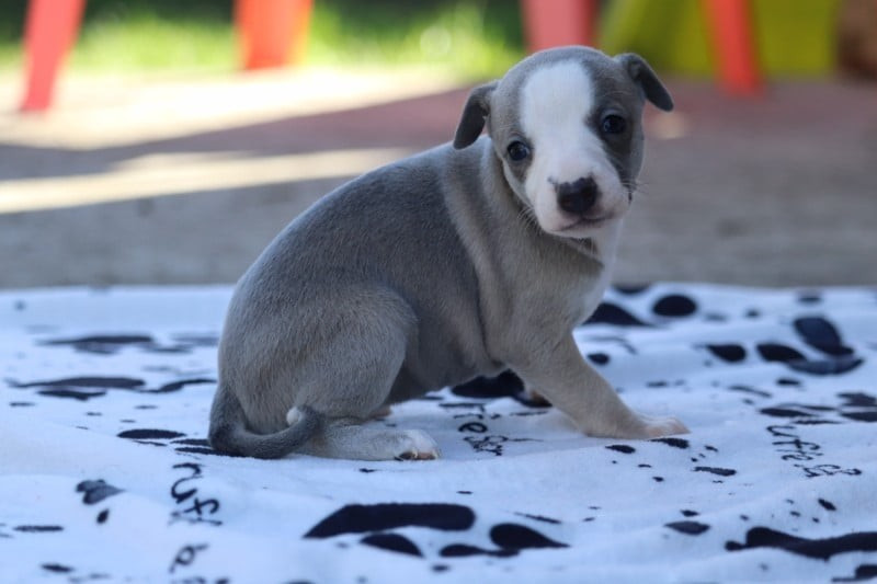 De La Truffe Sacrée - Chiots disponibles - Whippet