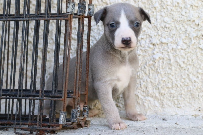 De La Truffe Sacrée - Chiots disponibles - Whippet