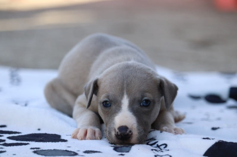 De La Truffe Sacrée - Chiots disponibles - Whippet
