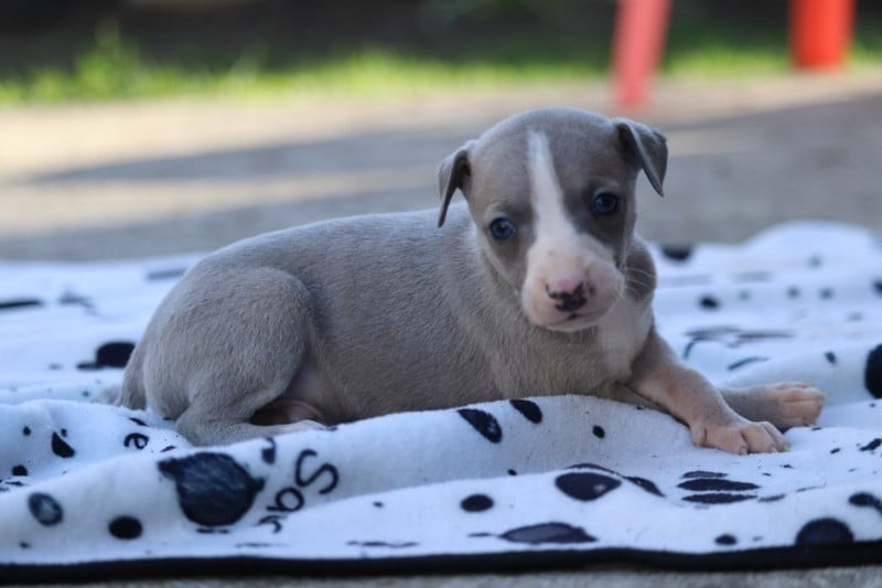 De La Truffe Sacrée - Chiots disponibles - Whippet