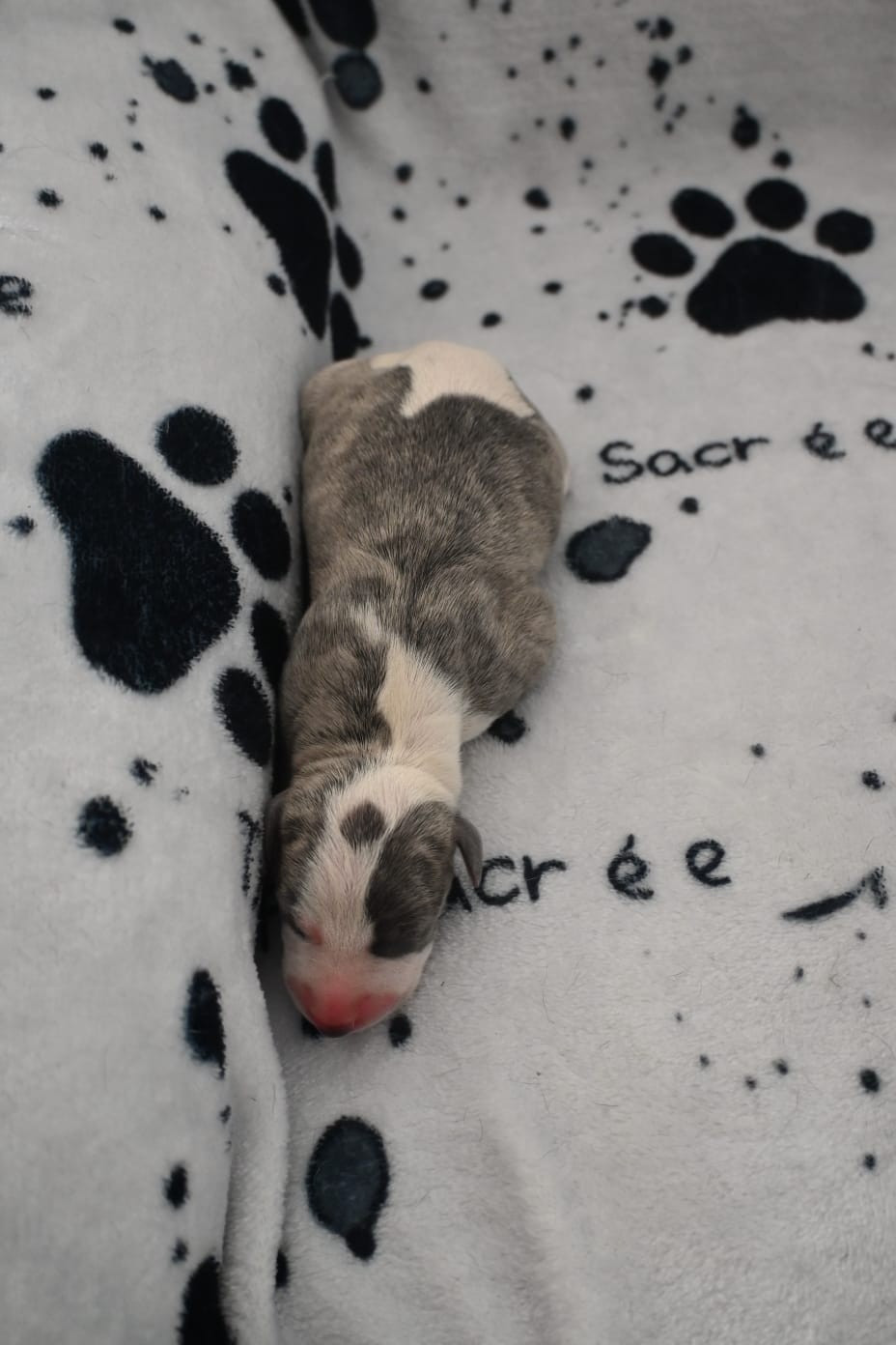 De La Truffe Sacrée - Chiots disponibles - Whippet