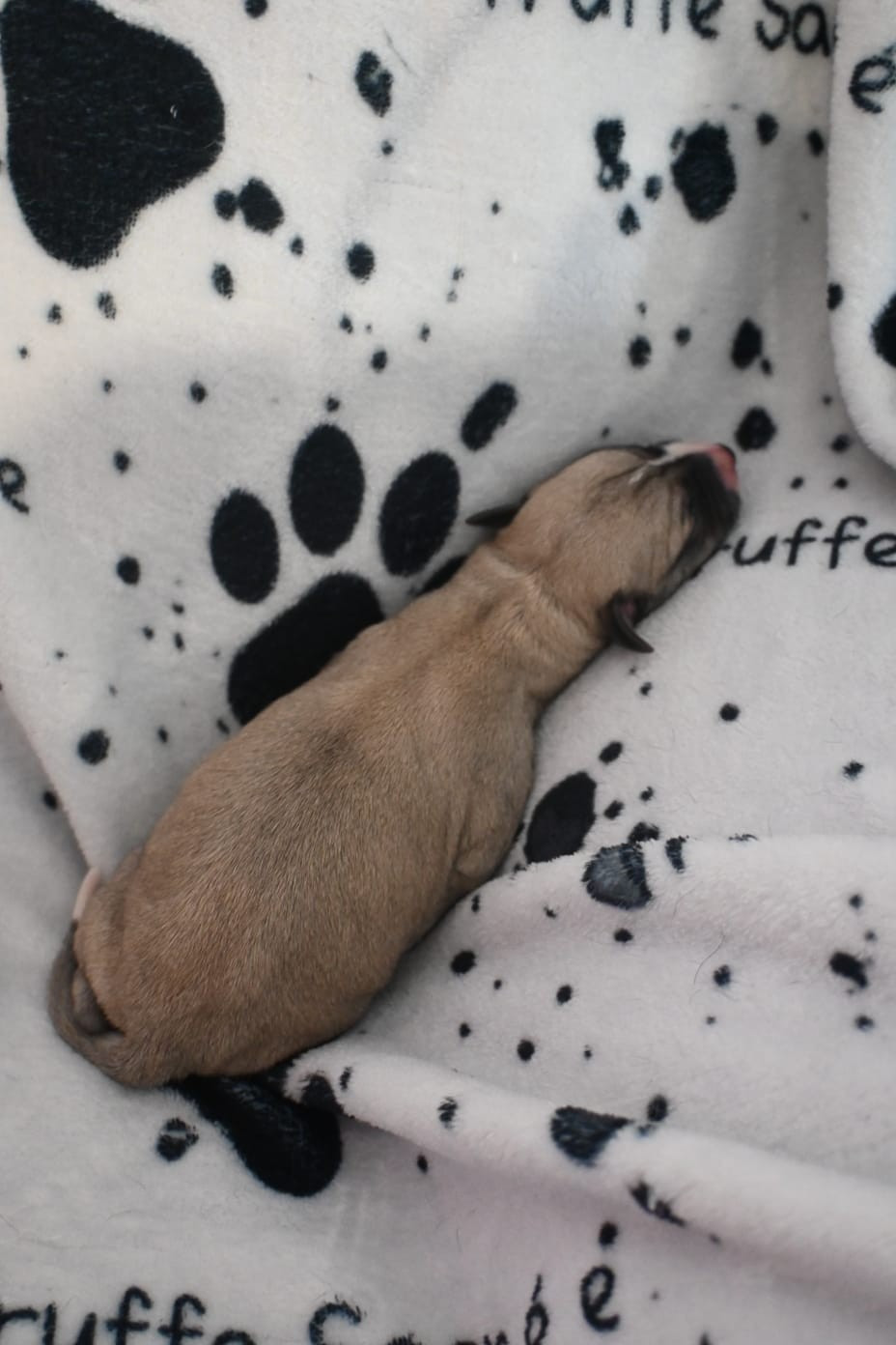De La Truffe Sacrée - Chiots disponibles - Whippet
