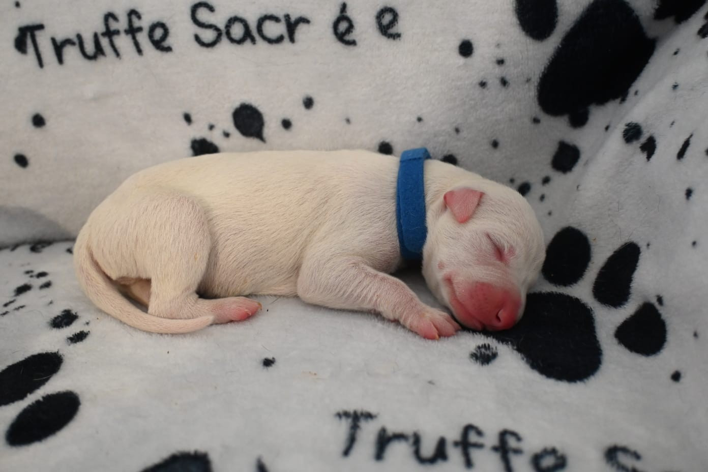 De La Truffe Sacrée - Chiots disponibles - Whippet