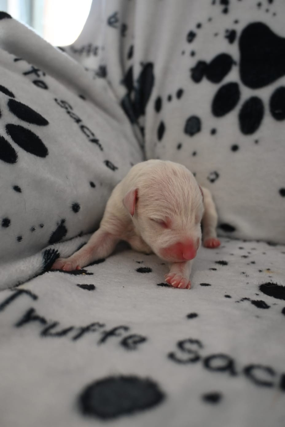 De La Truffe Sacrée - Chiots disponibles - Whippet