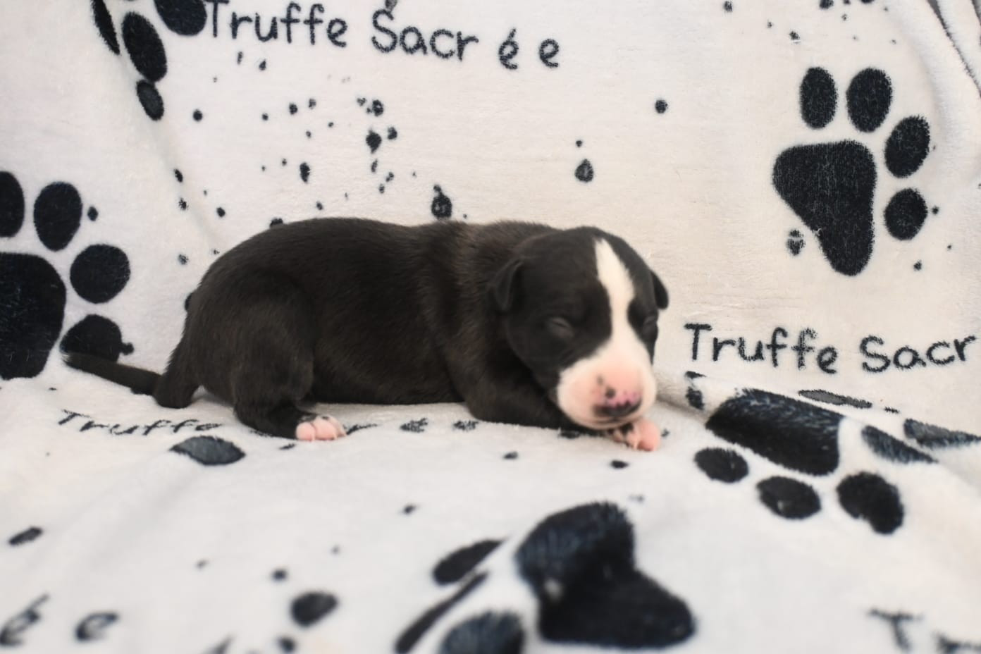 De La Truffe Sacrée - Whippet - Portée née le 28/05/2026