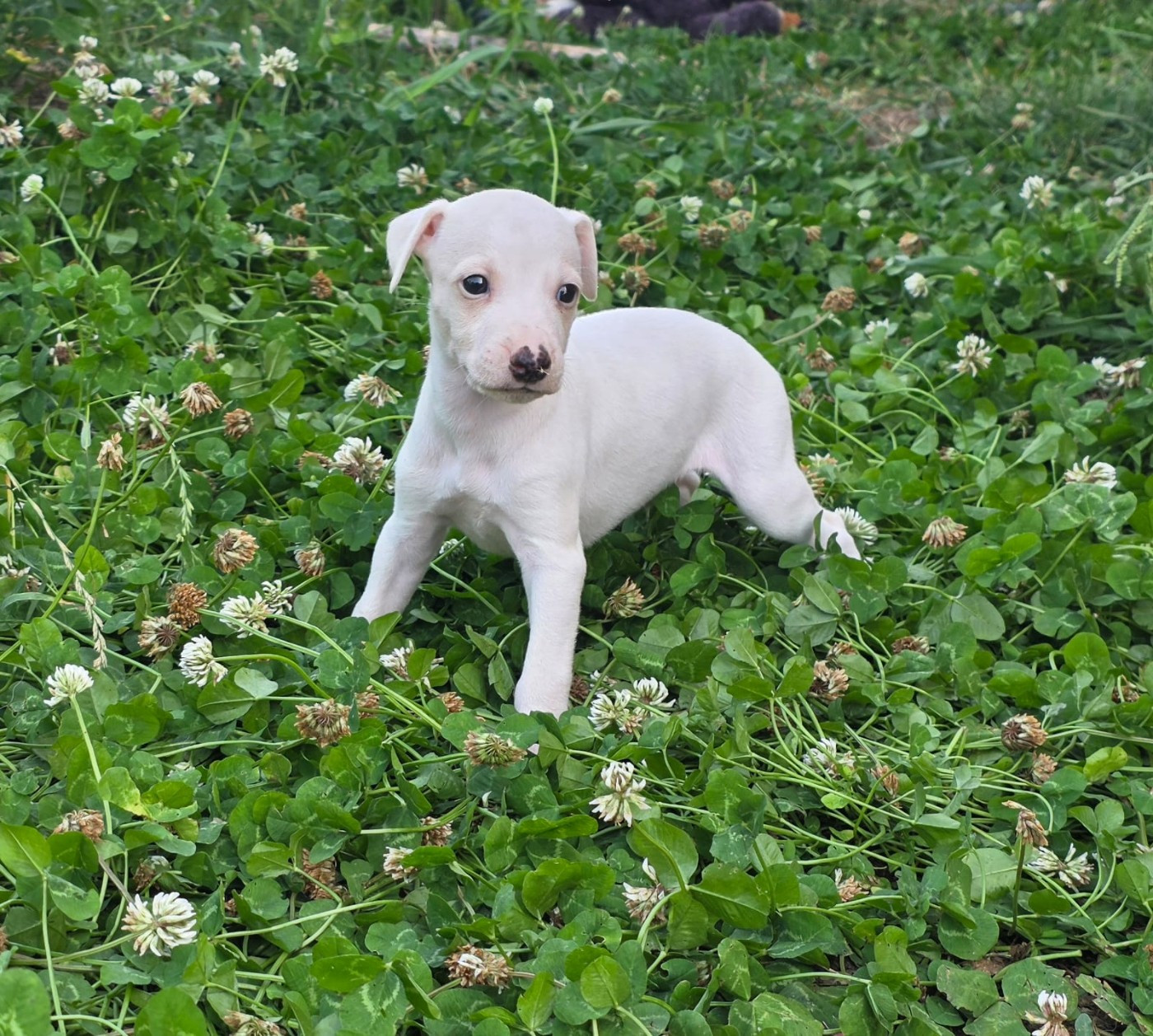 De La Truffe Sacrée - Chiots disponibles - Whippet