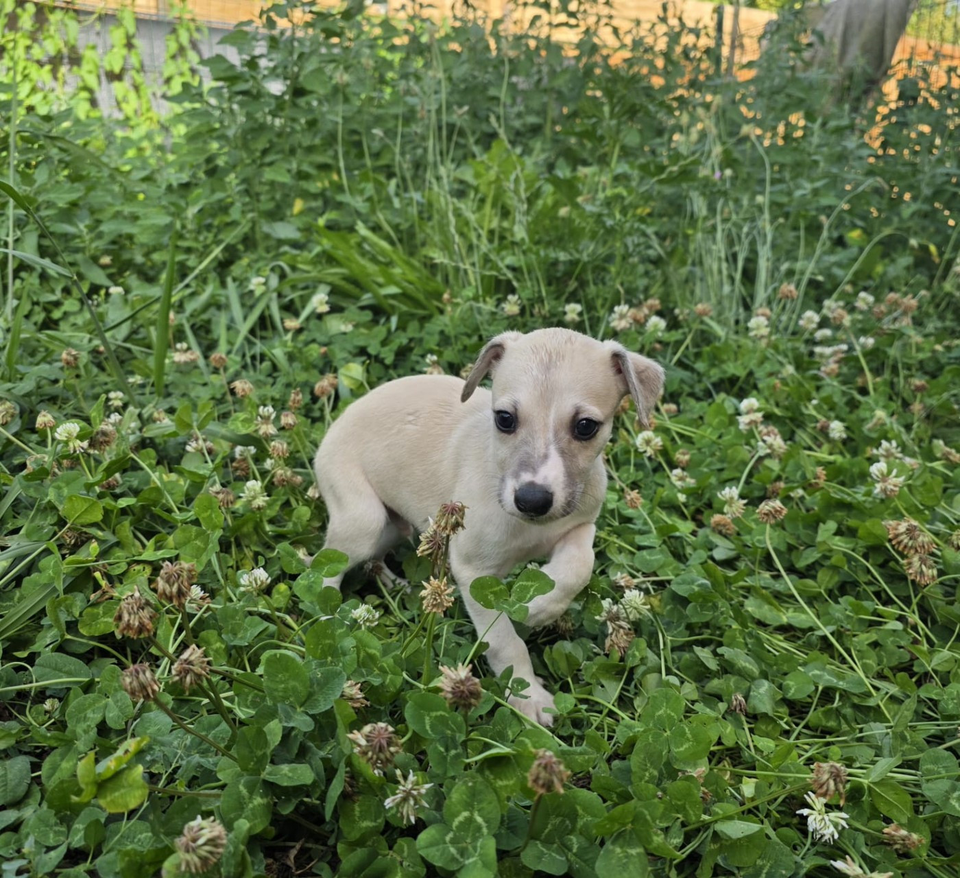 De La Truffe Sacrée - Chiots disponibles - Whippet